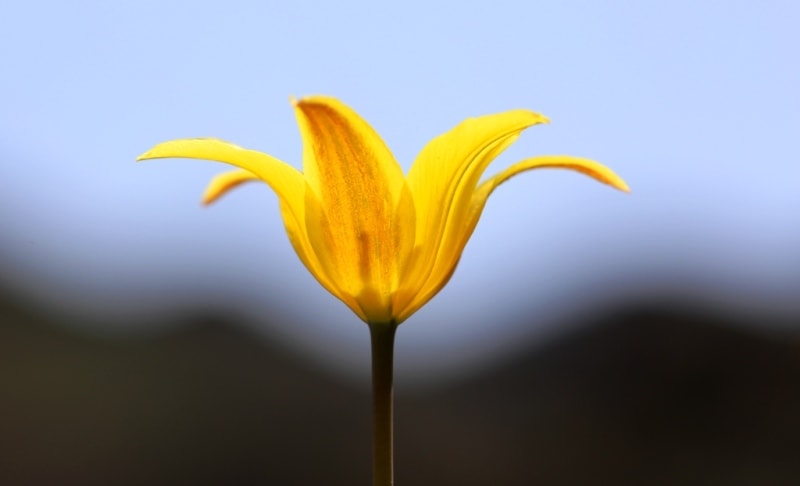 Tulipa corynestemon.