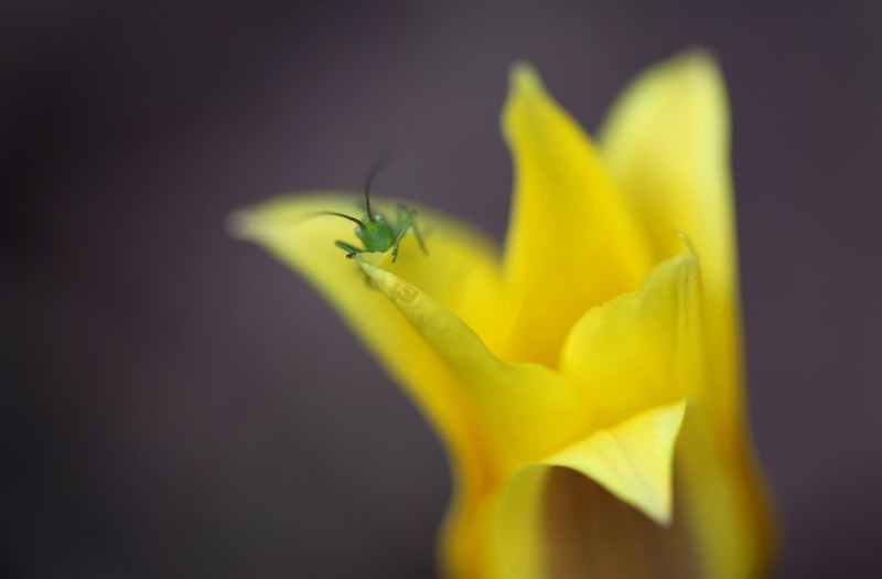 Tulipa corynestemon.