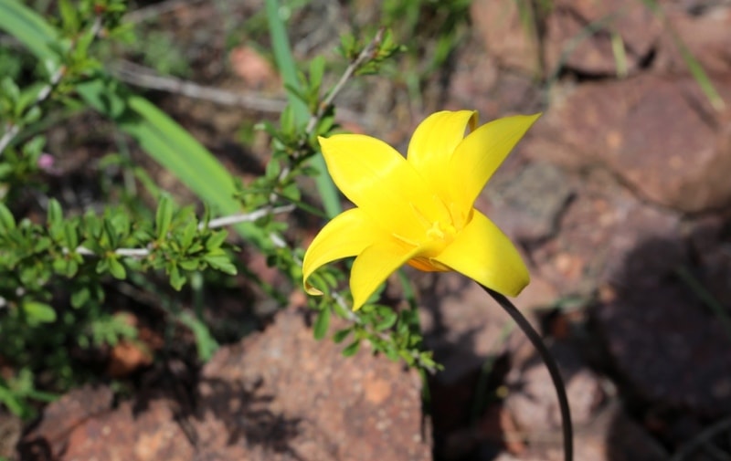 Tulipa corynestemon.