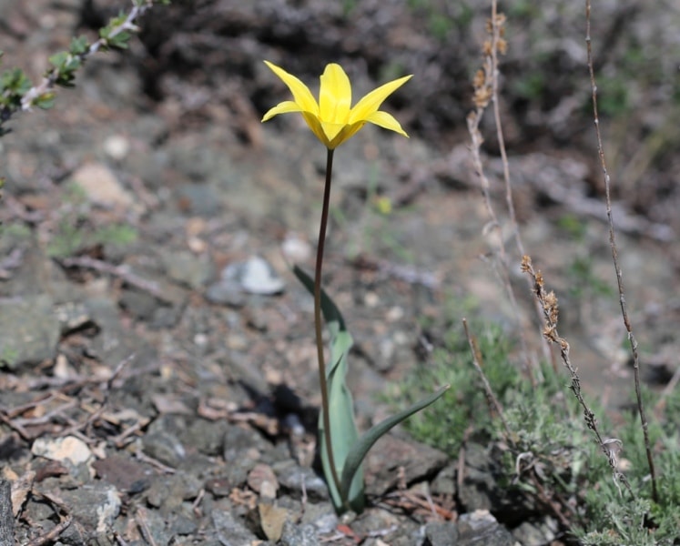 Tulipa corynestemon.