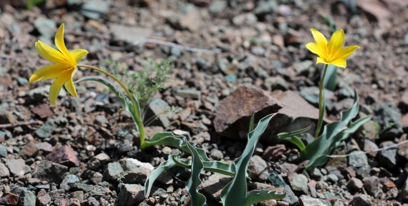 Tulipa corynestemon.