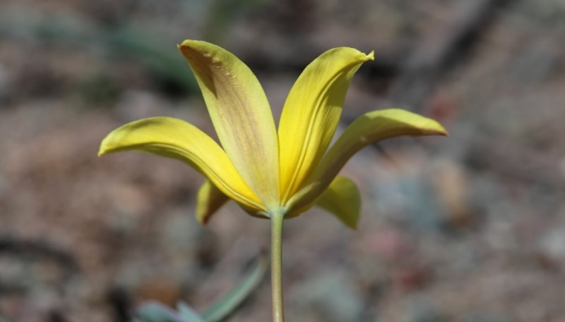 Tulipa corynestemon.