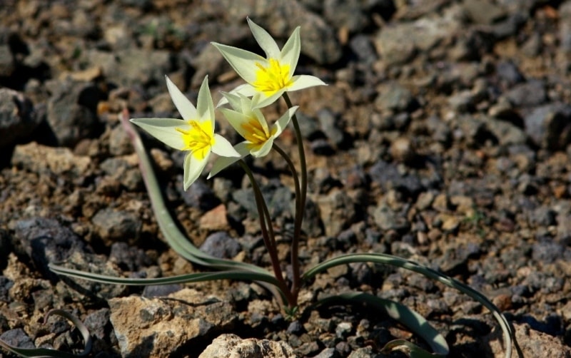 Tulipa buhseana.