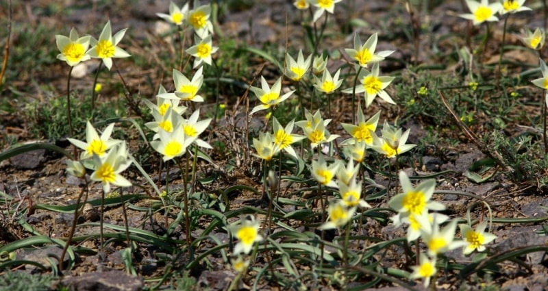 Tulipa buhseana.