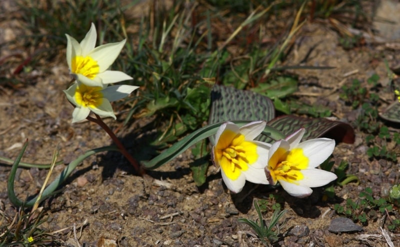 Tulipa buhseana.