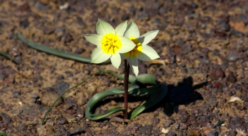 Tulipa buhseana.