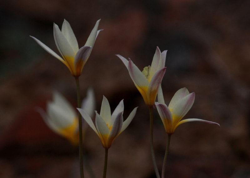 Tulipa buhseana.