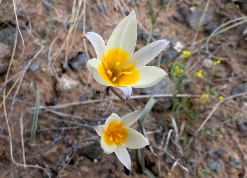 Tulipa buhseana.