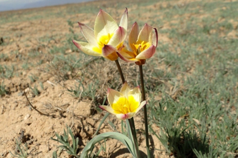 Tulipa buhseana.