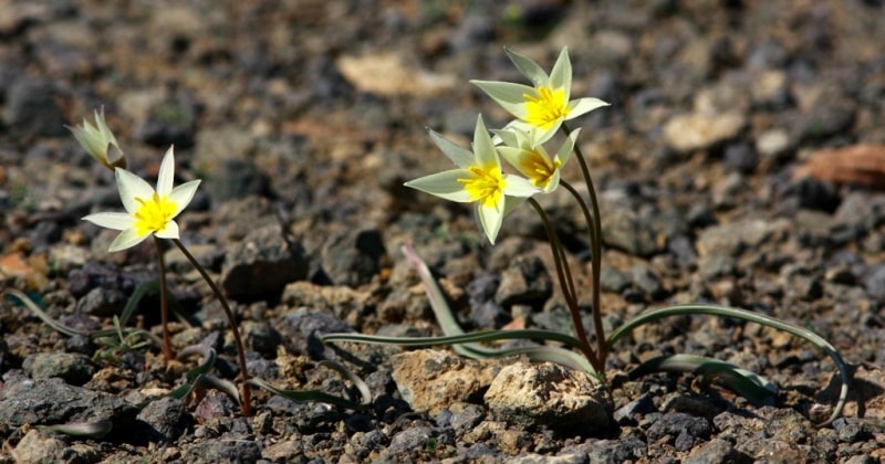 Tulipa buhseana.