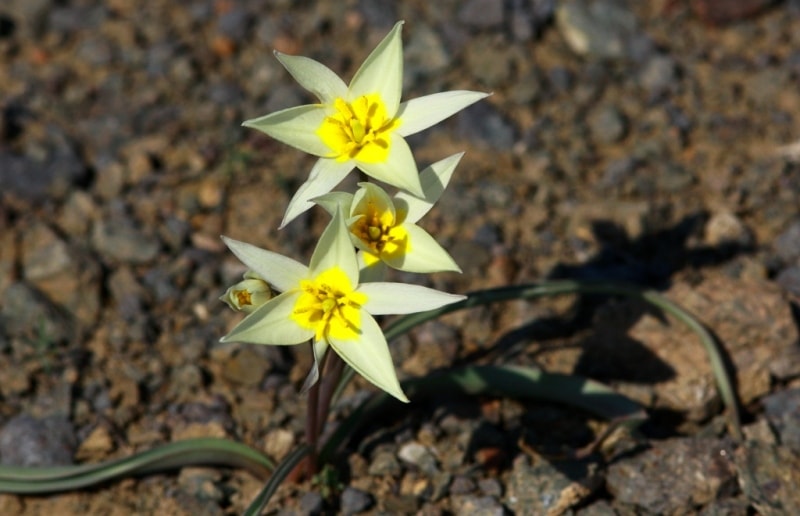 Tulipa buhseana.