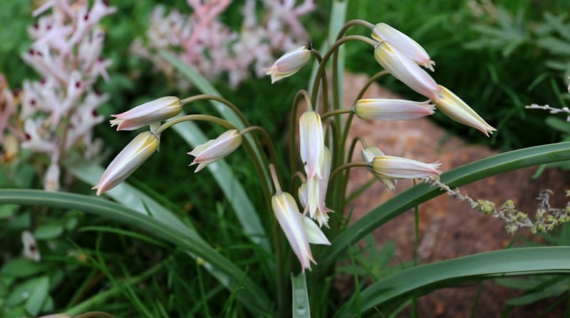 Tulipa buhseana.