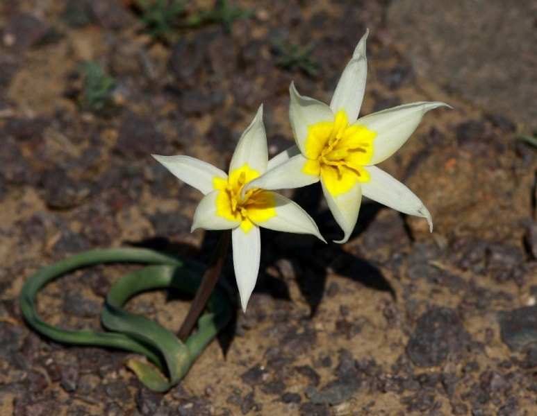 Tulipa buhseana.