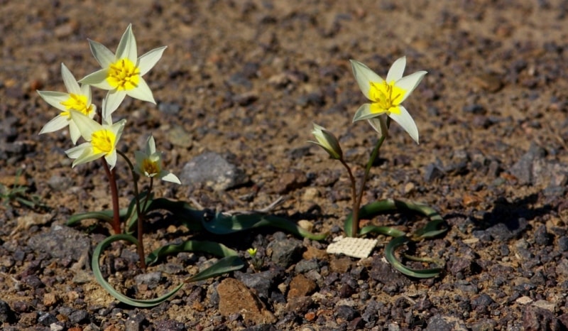 Tulipa buhseana.