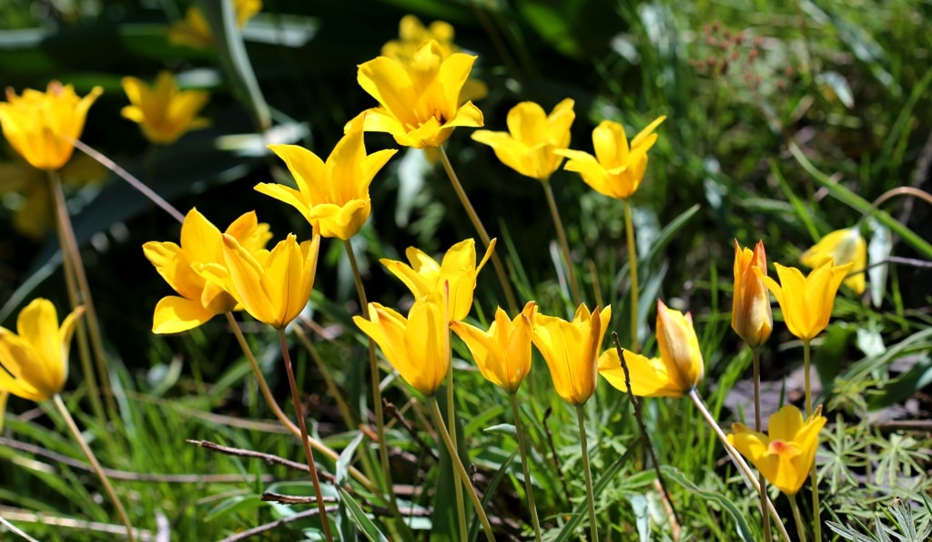 Tulipa tetraphylla.