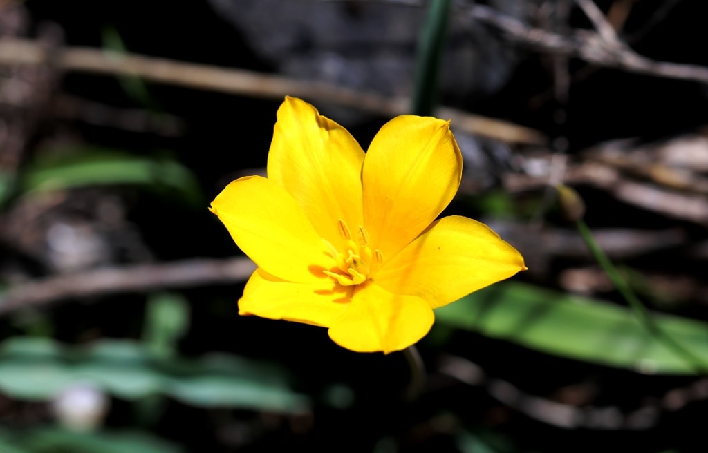 Tulipa tetraphylla.