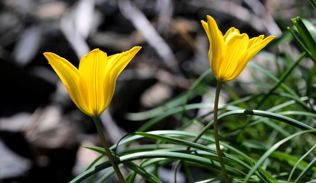 Tulipa tetraphylla.