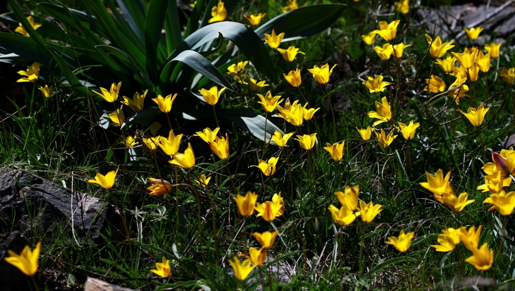 Tulipa tetraphylla.