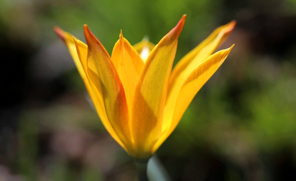 Tulipa tetraphylla.