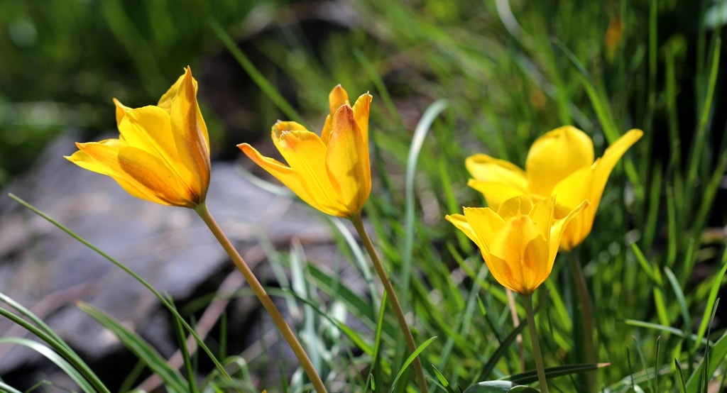 Tulipa tetraphylla.