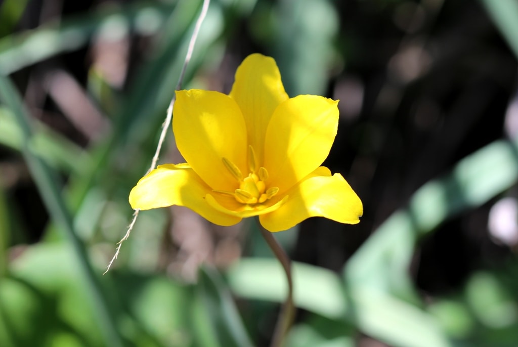 Tulipa tetraphylla.