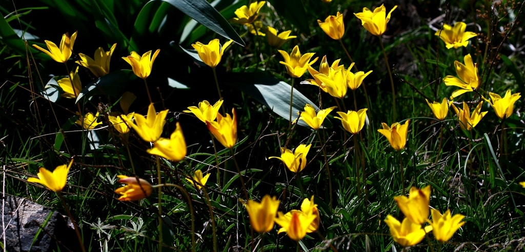 Tulipa tetraphylla.