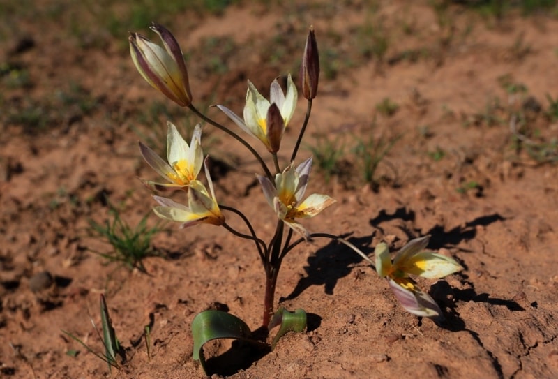 Tulipa binutans.