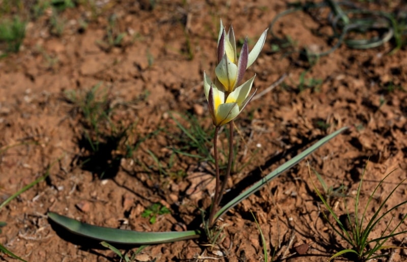 Tulipa binutans.