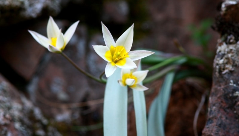 Tulipa binutans.