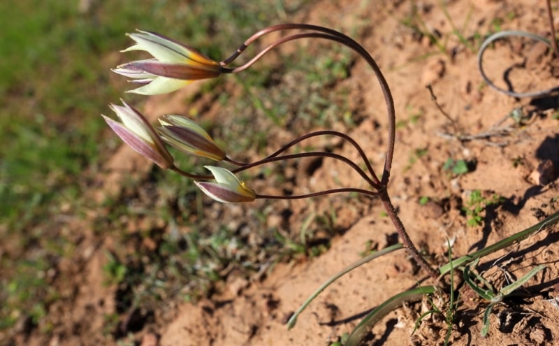 Tulipa binutans.