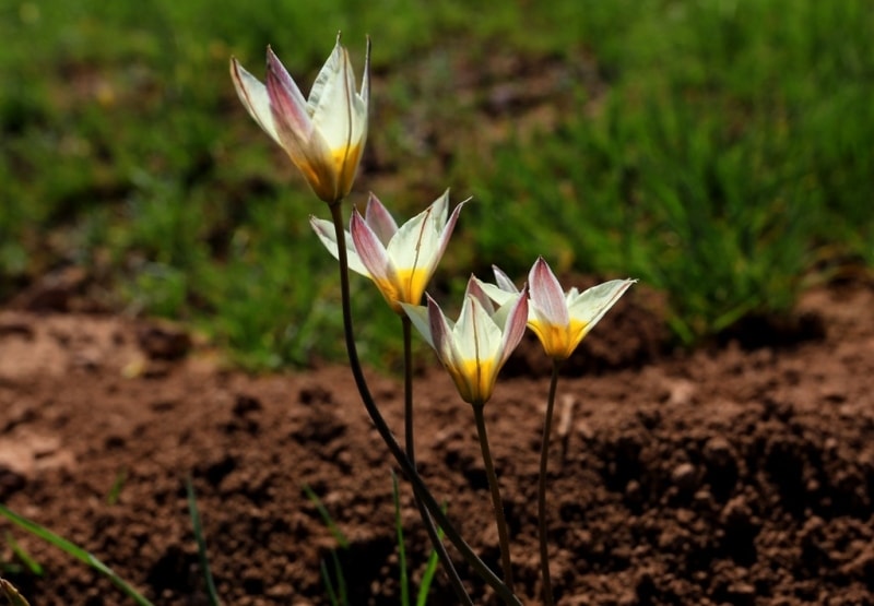 Tulipa binutans.