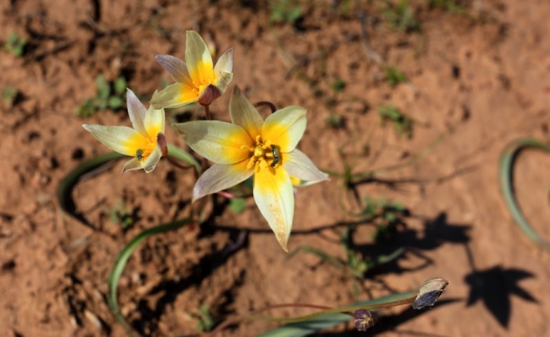 Tulipa binutans.