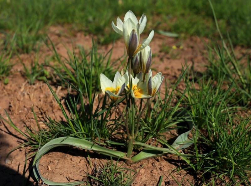 Tulipa binutans.