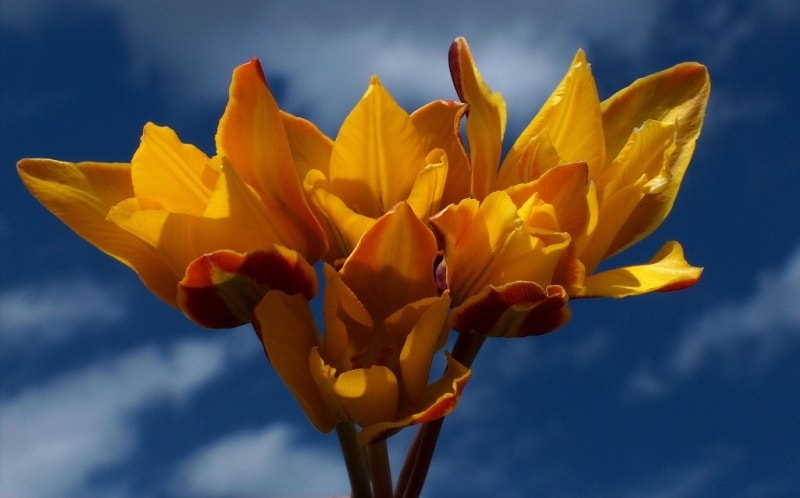 Tulipa iliensis Regel. 