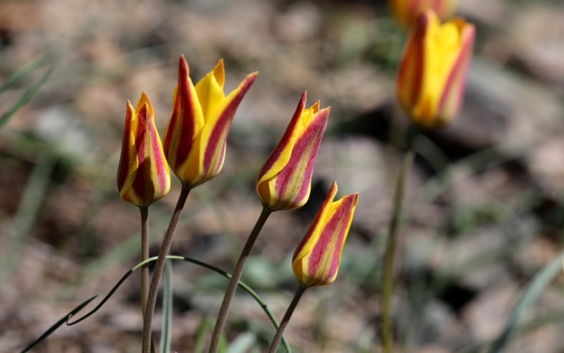 Tulipa iliensis Regel. 