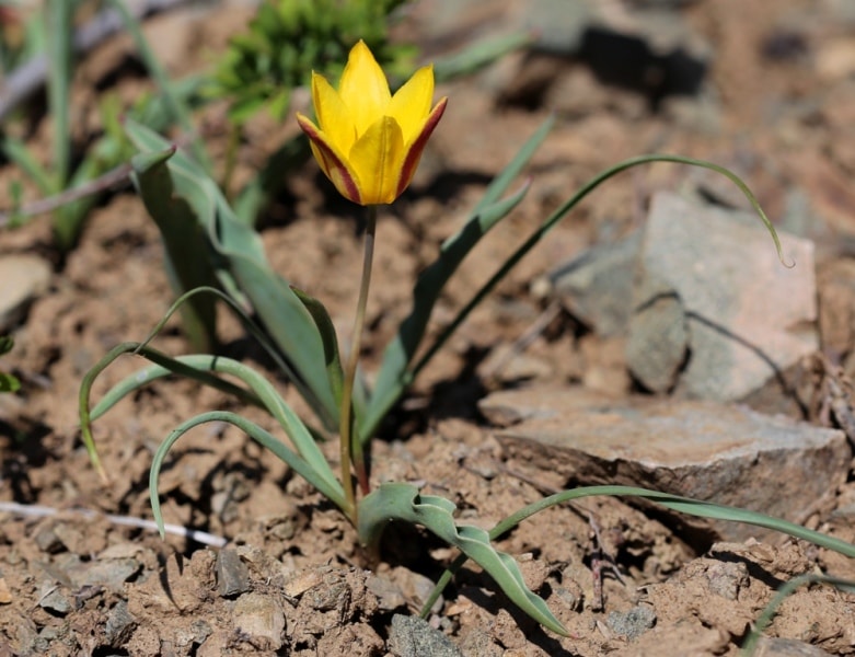 Tulipa iliensis Regel. 