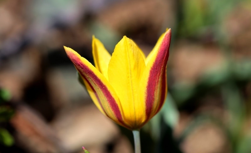 Tulipa iliensis Regel. 