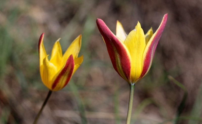 Tulipa iliensis Regel. 