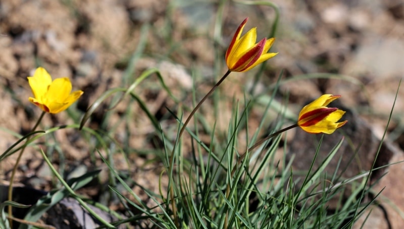 Tulipa iliensis Regel. 