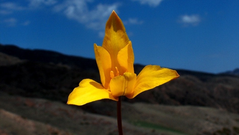 Tulipa iliensis Regel. 