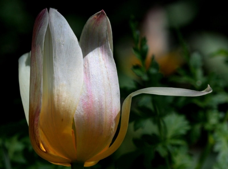 Tulipa kaufmanniana. 