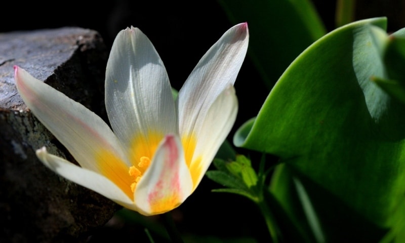 Tulipa kaufmanniana. 