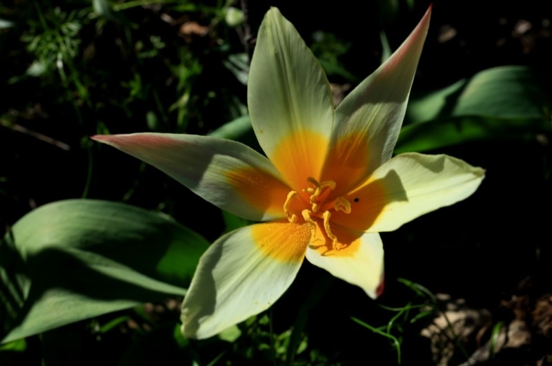 Tulipa kaufmanniana. 