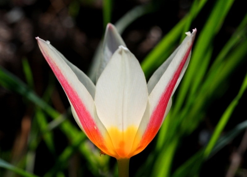 Tulipa kaufmanniana. 