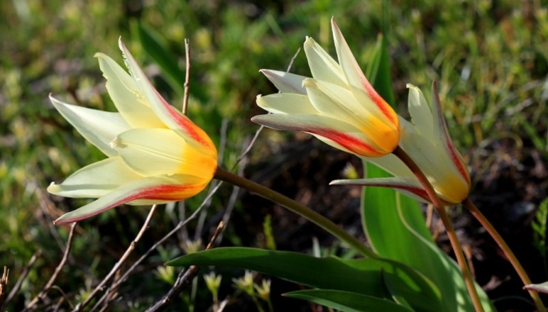 Tulipa kaufmanniana. 