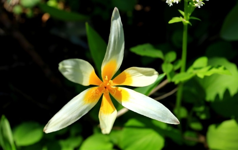 Tulipa kaufmanniana. 