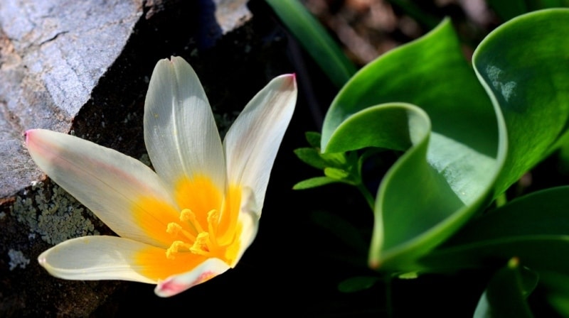 Tulipa kaufmanniana. 