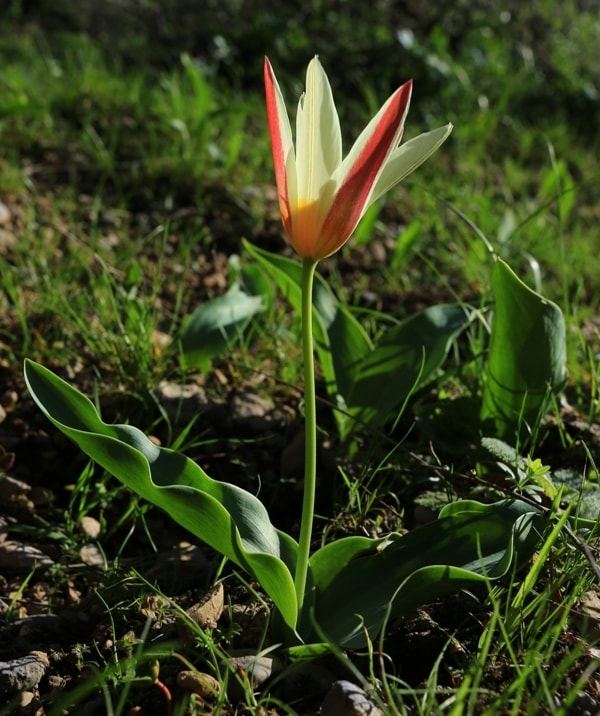 Tulipa kaufmanniana. 