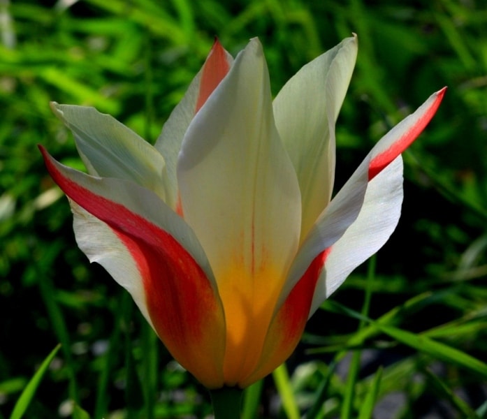 Tulipa kaufmanniana. 