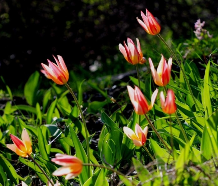 Tulipa kaufmanniana. 